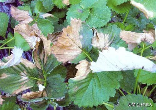 蔬菜用鸡粪烧苗补救最好方法,蔬菜烧叶是什么原因