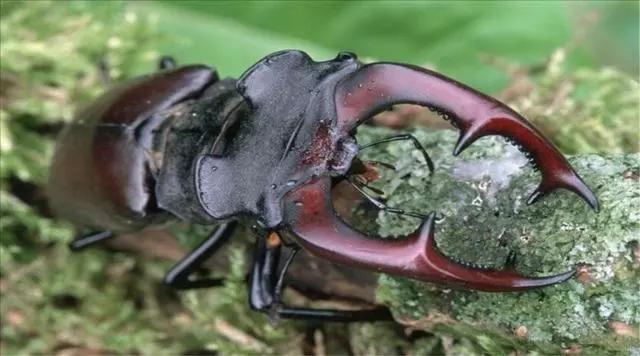 盘点一下世界上最昂贵的宠物,世界上十种最贵的宠物