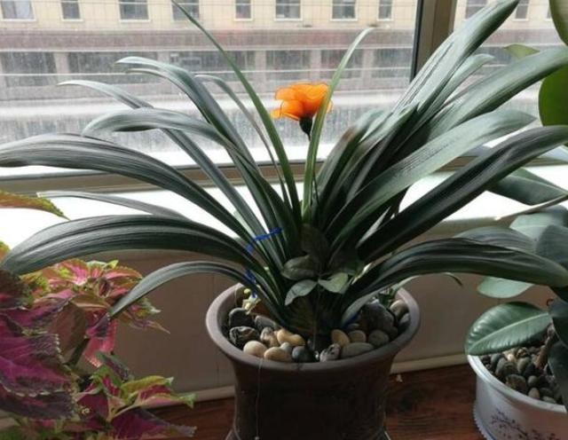 君子兰叶扦插几天能生出小君子兰,君子兰的叶子需要啥基质扦插