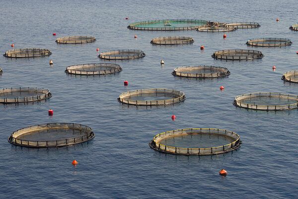 在老挝农村做种植养殖什么最赚钱,在农村创业养殖做什么生意能赚钱