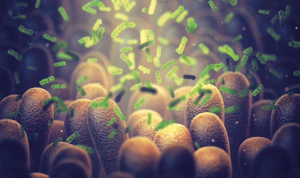 养乐多联手Nature设立全球肠道健康基金,今年花落谁家?