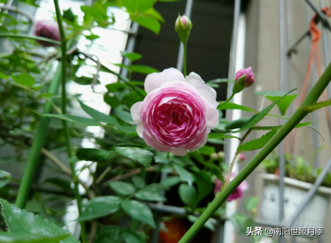 超级微型月季株型紧凑,最漂亮10种微型月季图片