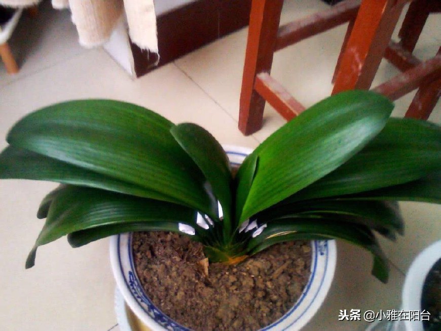 君子兰不开花用什么方法才能开花,君子兰长得太茂盛不开花怎么办