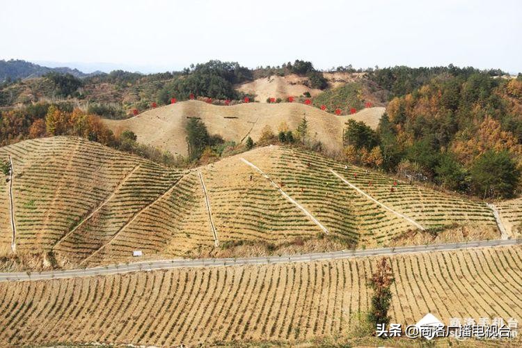 2018商洛市重大项目观摩排名出炉,2018年商洛市重大项目