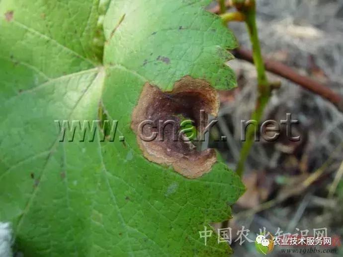 葡萄花前主要病害,葡萄病害图片大全大图
