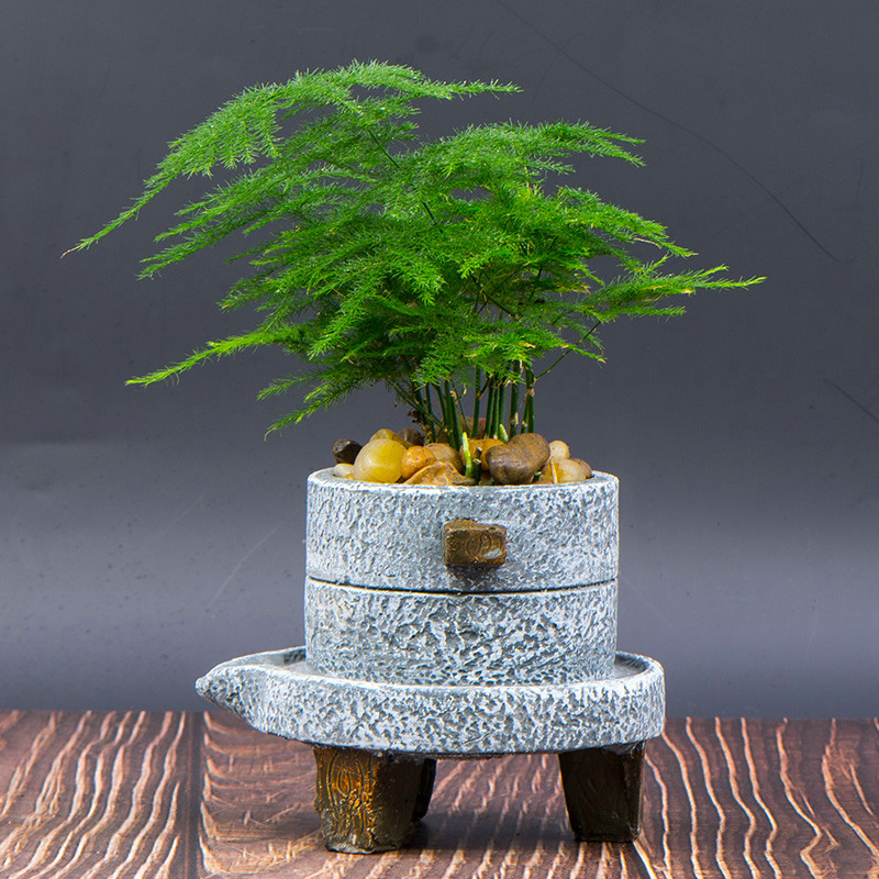 净化空气而且对身体好的花,净化空气对人身体有益的花