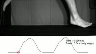 跑鞋发展至今已大大削弱脚部力量：我们能回归祖先赤脚跑的年代？