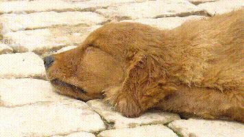 暴毙宠物犬后续,浑身抽搐的狗视频