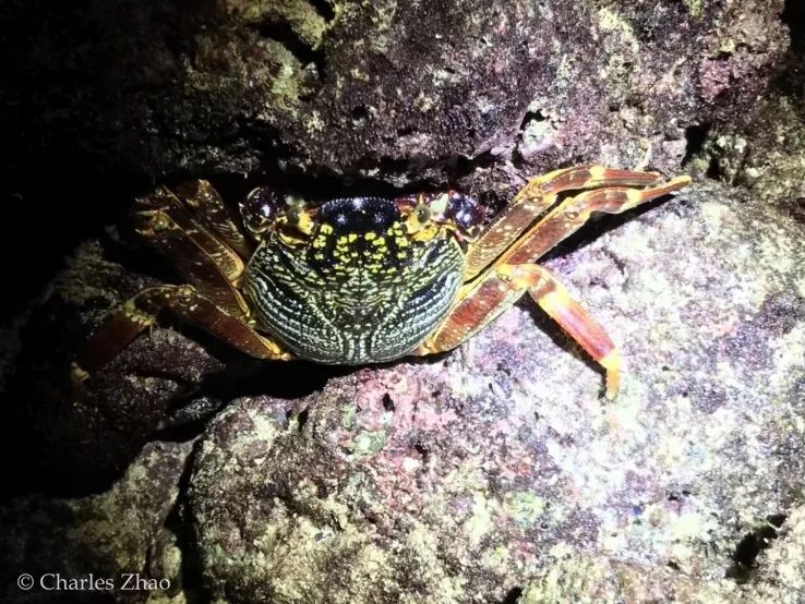 听说过网红猫岛、猪岛，见识过真正硬核的“蟹岛”吗？