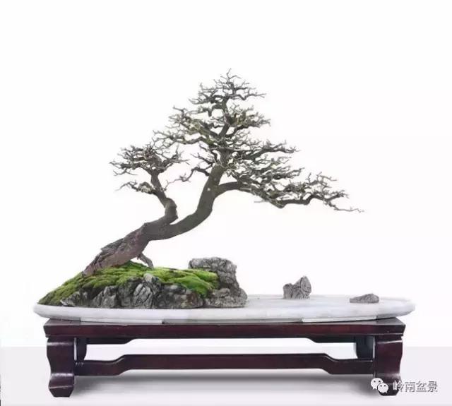 临水式金弹子盆景图片大全欣赏,看盆景展里赏心悦目的盆景