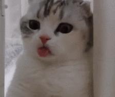 猫咪去宠物医院检查什么项目好呢,三个月猫咪要做什么检查