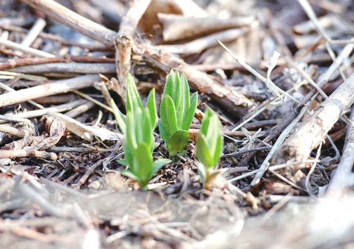 清明植物图鉴,清明时有什么植物和动物