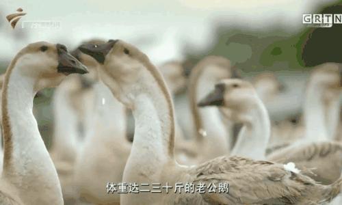 潮汕卤水鹅视频大全,潮汕卤水鹅是什么鹅