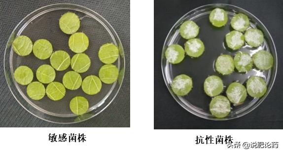 葡萄霜霉最好的克星,葡萄霜霉疫病用什么药