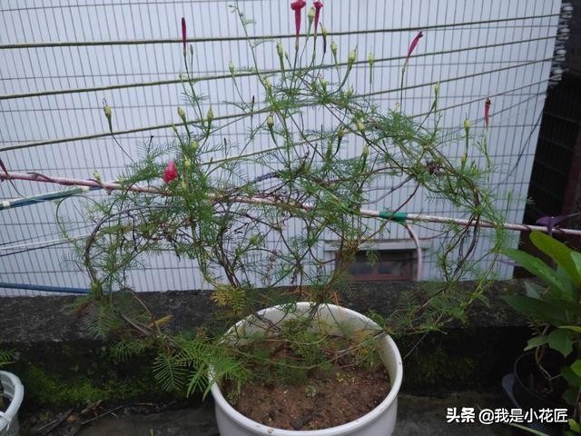 适合阳台种植的爬藤植物都有哪些,家庭阳台种什么爬藤植物比较好