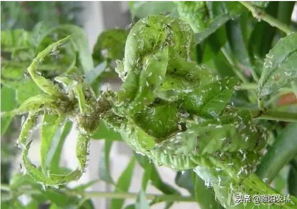 甲氨基阿维菌素对蚜虫效果,阿维菌素加虱螨脲杀蚜虫