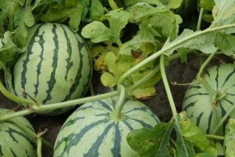 西瓜根部叶黄怎样治,西瓜老叶黄边怎么治疗