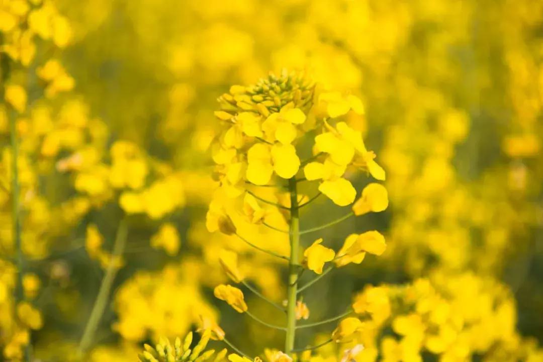 五论学习贯彻习*平近**总书记在纪念五四运动100周年大会上的重要讲话精神