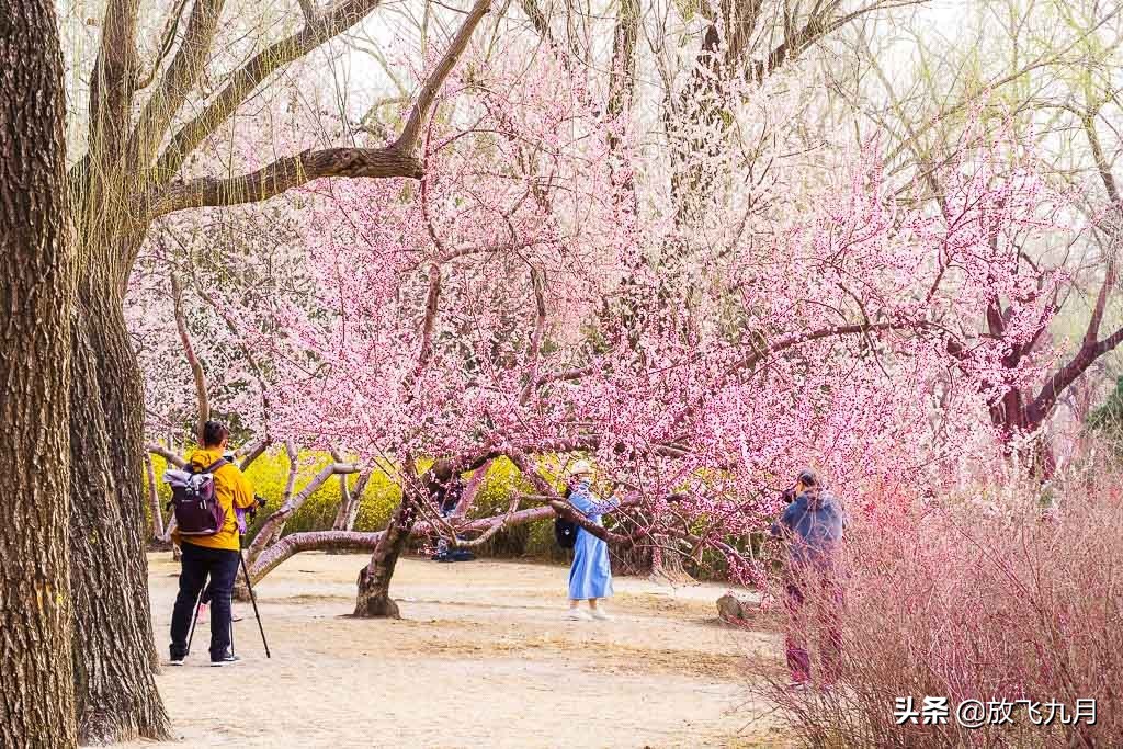 北京公园年卡哪个最划算,北京公园年卡100元能去几个公园
