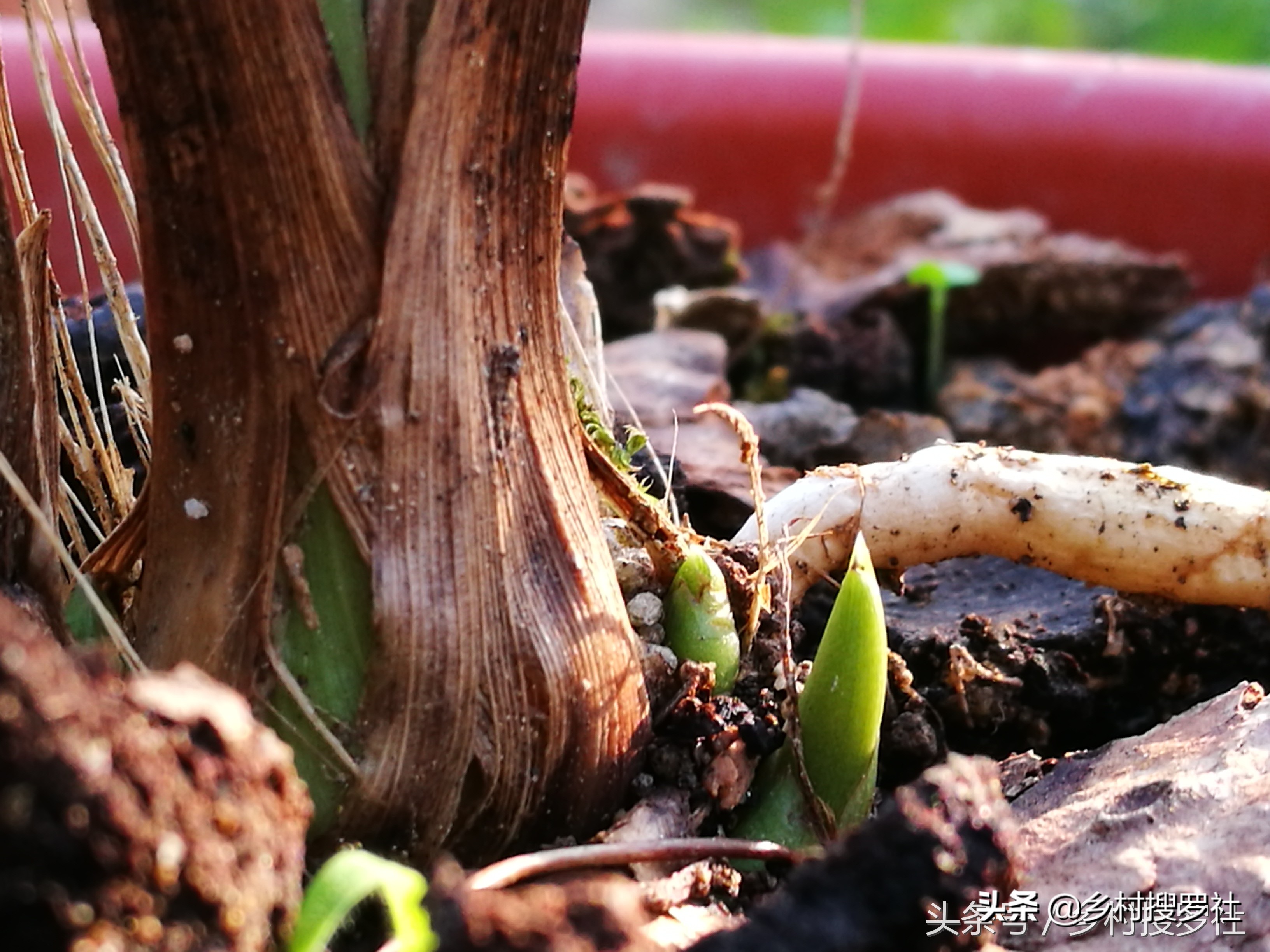 兰花不服盆的原因,为什么你的兰花总养死