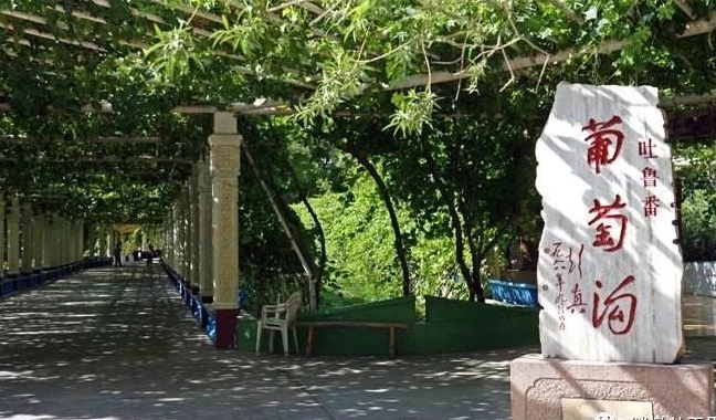 吐鲁番十大葡萄干品种之一,吐鲁番特级葡萄