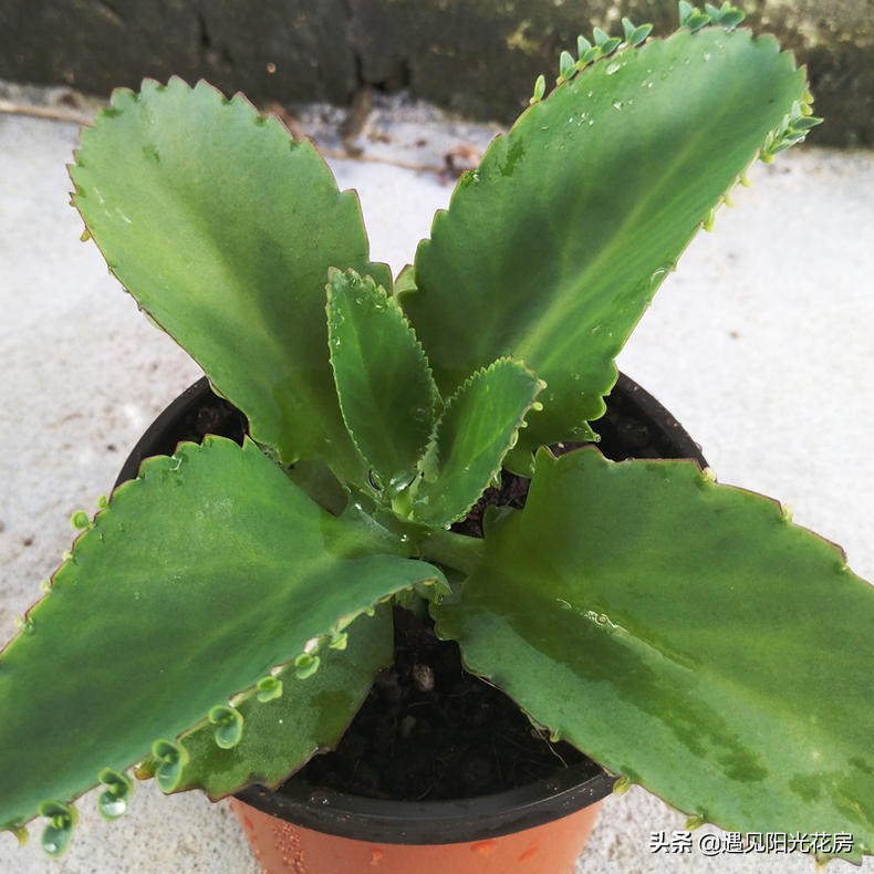 落地生根养粗,落地生根养护方法