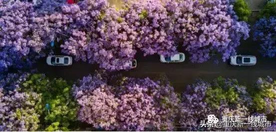 重庆顶级豪宅鹅岭峰,重庆顶级豪宅是什么小区