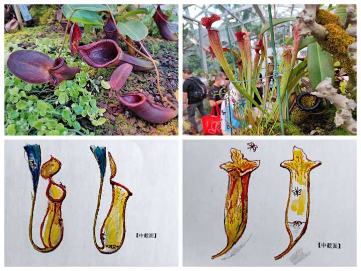 植物奇葩说：不仅会打架，会残杀厮杀，还会捕食昆虫呢