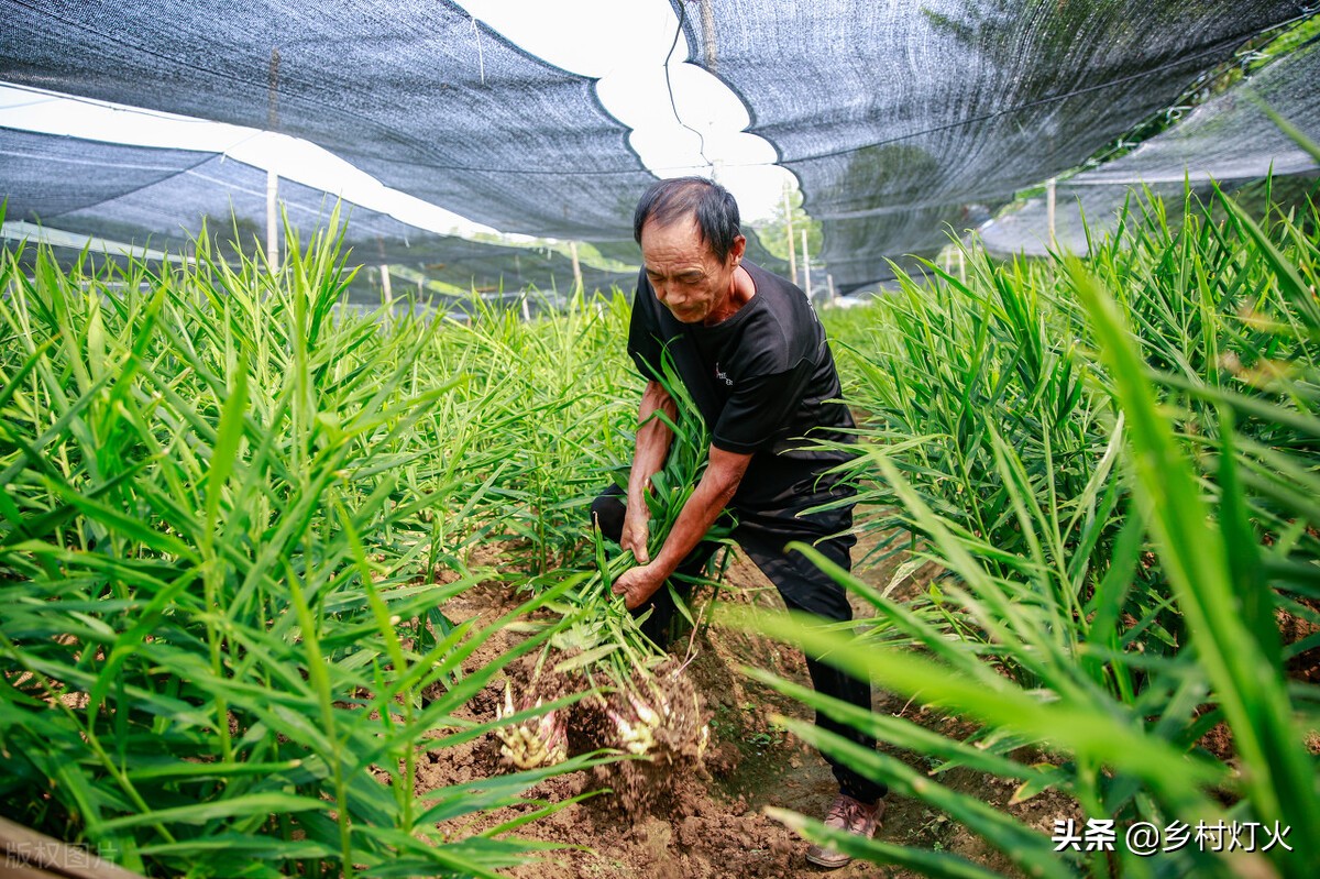 种植生姜是深种还是浅种好,怎样用生姜芽种生姜