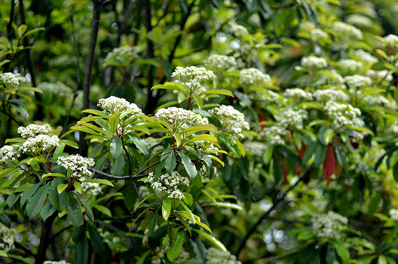 论石楠花的“正经”往事：蜀人称其为“让树”，李白曾赠诗女道士