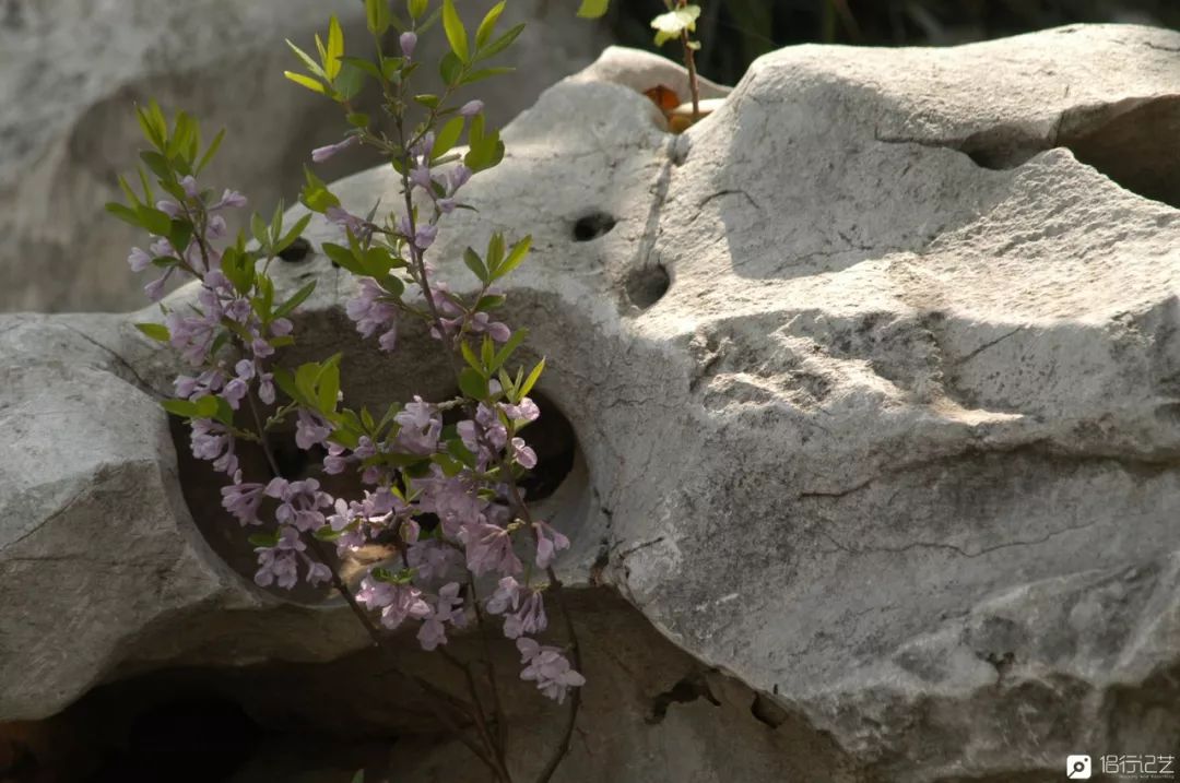 大叔花700万建的花园别墅,太湖石苏州