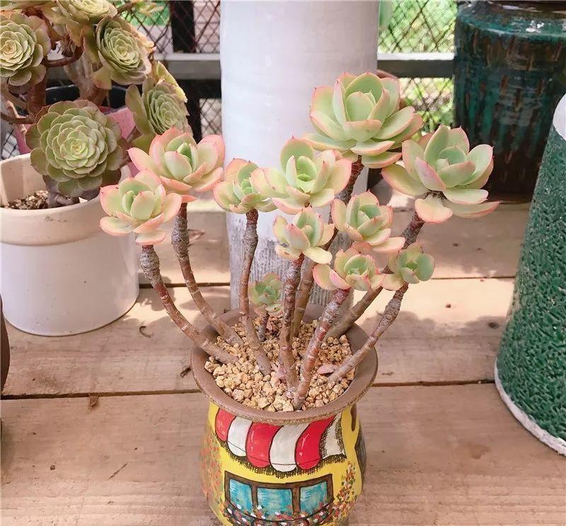 养了8年的“老桩”,价值2000块,这样的碧桃多肉,你舍得买吗?