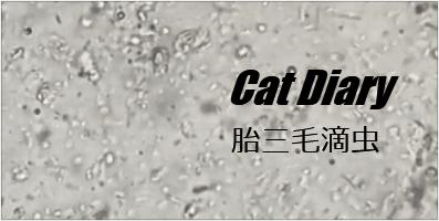 猫咪有三胎毛滴虫,猫咪滴虫拉稀怎么治疗最有效