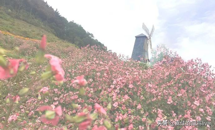 福鼎一日游学生攻略,福鼎两日自由行攻略