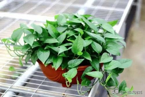 绿萝疯长的最好方法,绿萝疯长小妙招