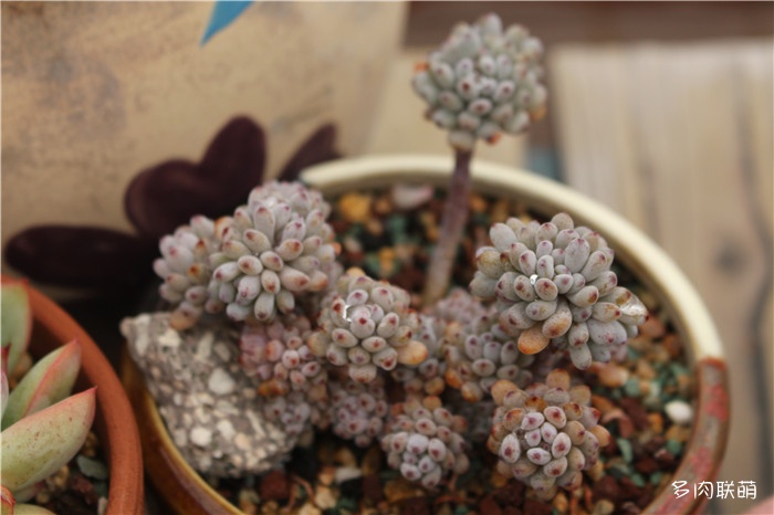 多肉面上铺了麦饭石怎么施肥,多肉施肥是浇水之后还是之前