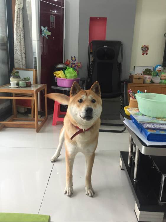 不漂亮的6种狗狗中国犬上榜,盘点四种冷门但颜值爆表的狗狗