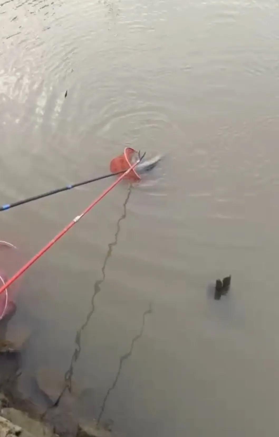 自制冷冻饵实战效果,罗非自制冻饵用什么收水