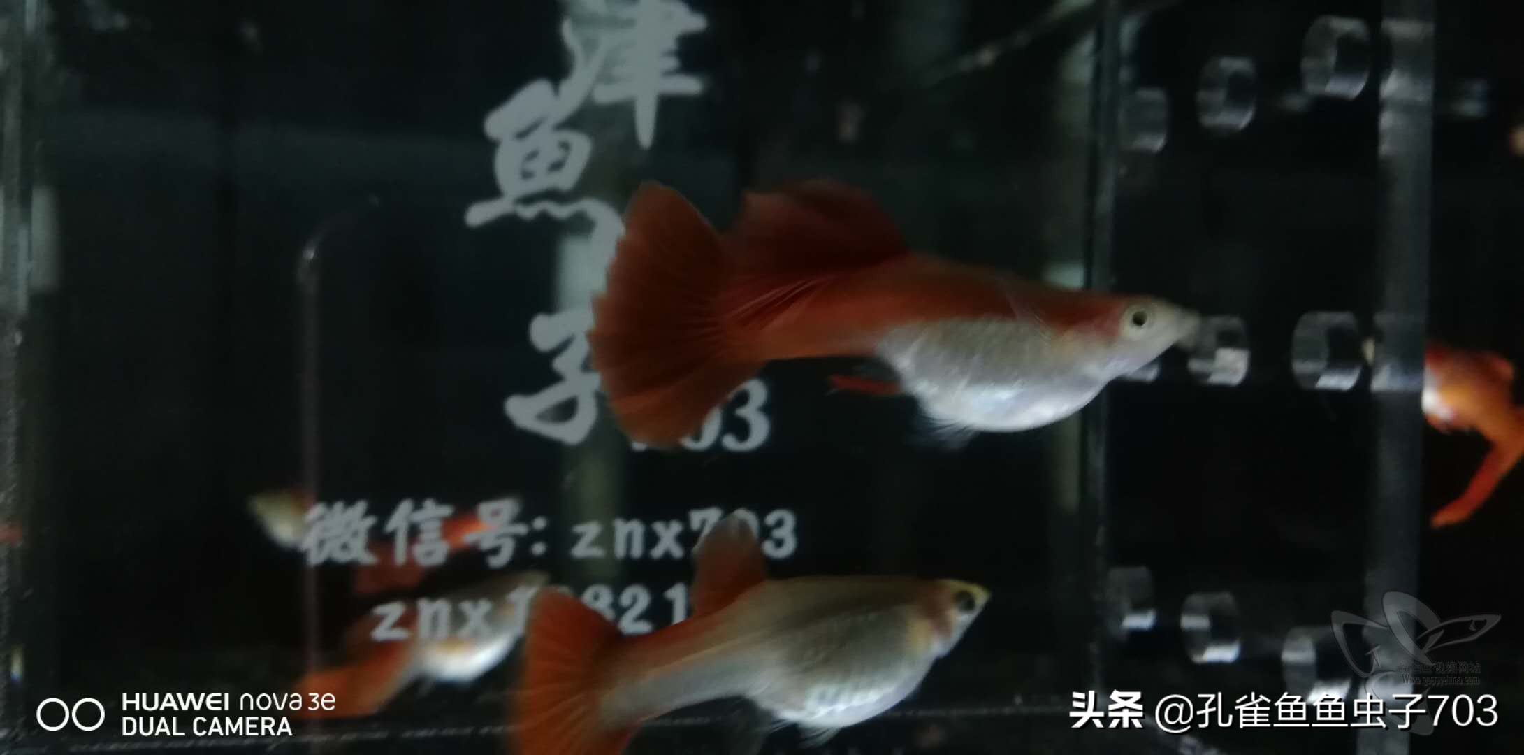 孔雀鱼雄化能繁殖吗,孔雀鱼公鱼雄化怎么办