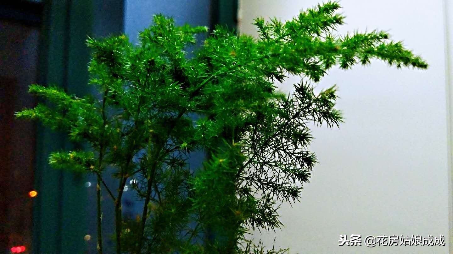 怎么让文竹长得矮趴趴,文竹如何长得矮