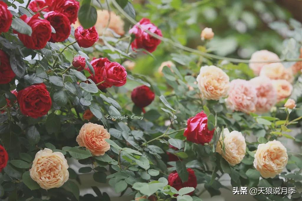 月季春季第一波花要不要剪,月季春季第一波花开后嫁接