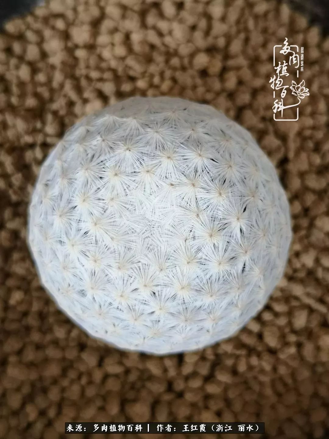 仙人球春天露养条件,仙人球露养条件