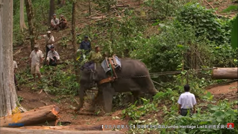 第1844回:皆伐破坏栖息生态,间伐劳工大象伐木