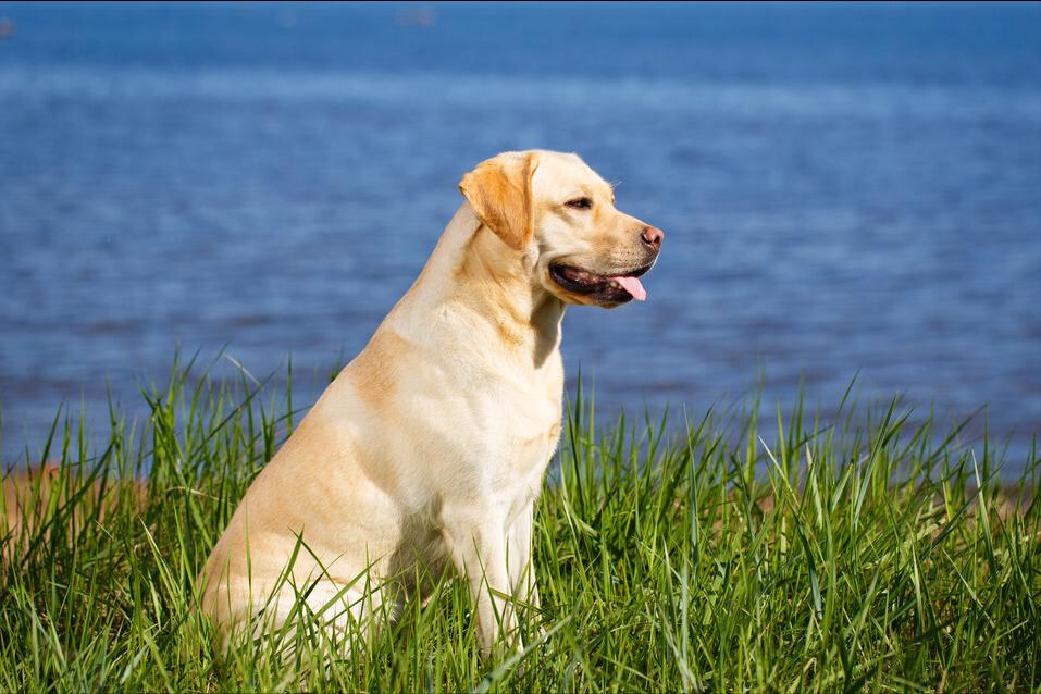 什么狗好养听话不掉毛不咬人,哪种狗狗不掉毛又好养又听话