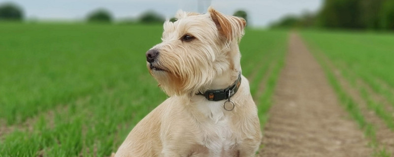 狗狗如何托运避免死亡,狗狗怎么托运最便宜