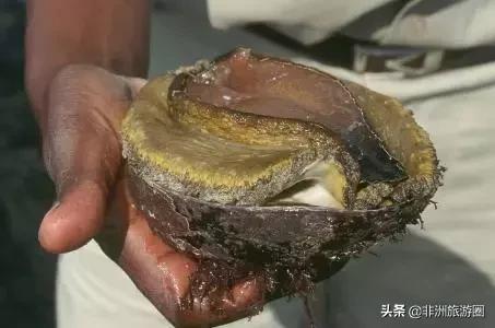 去南非买什么最好,南非有没有什么东西必买的