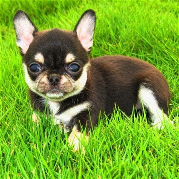 吉娃娃的智商排名及幼犬饲养方法,吉娃娃的外形标准与饲养注意事项