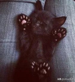 这套喵肉球vs口红色号匹配大全送你了！拿走不谢！