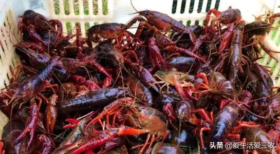 农村没技术适合干什么,没本钱没技术在农村怎么创业项目