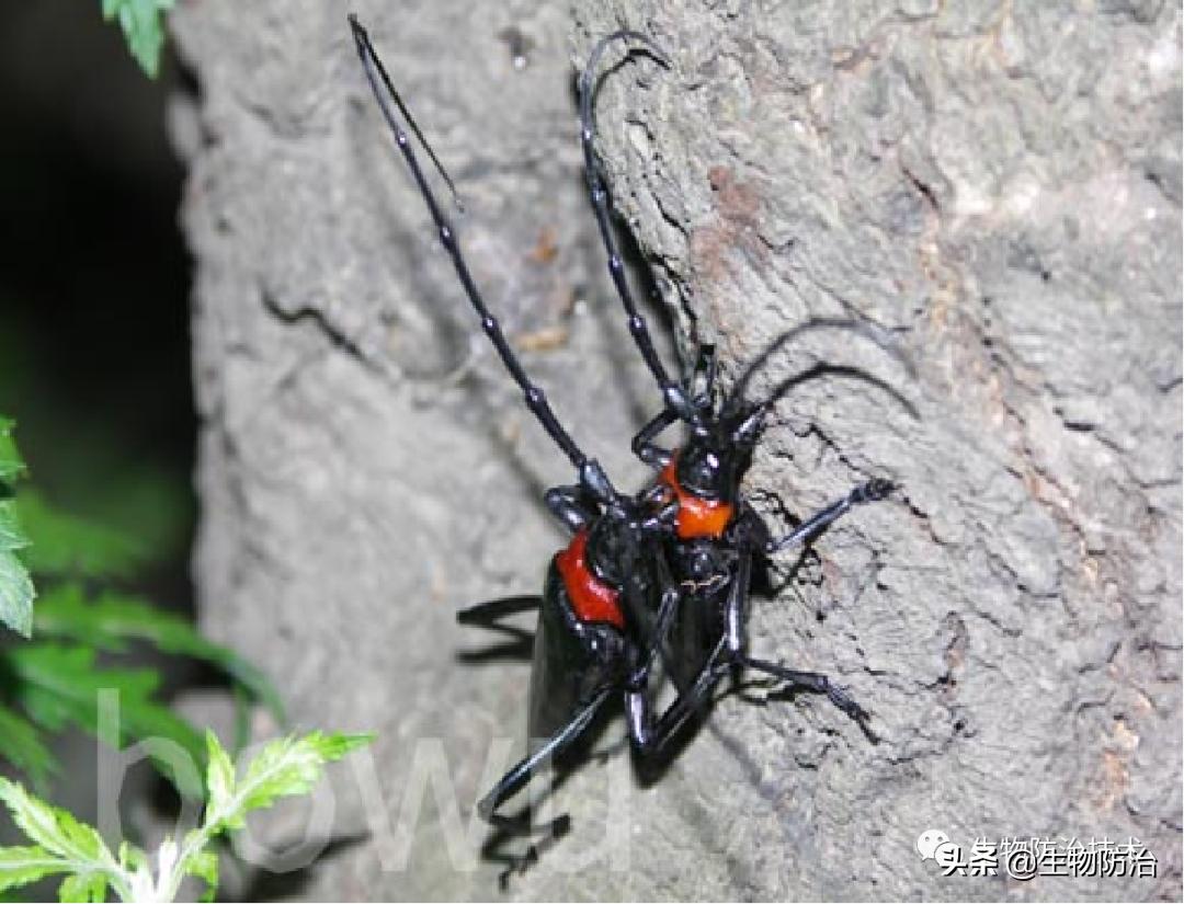 蛀干害虫是钻蛀害虫吗,果树枝干钻蛀害虫图片